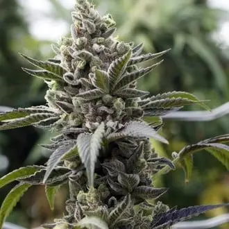 Scott's OG cannabis seeds