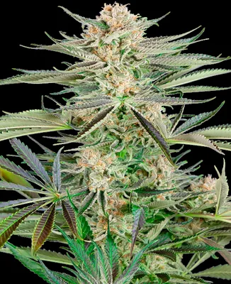 Screwdriver OG cannabis seeds
