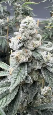 Sello cannabis seeds