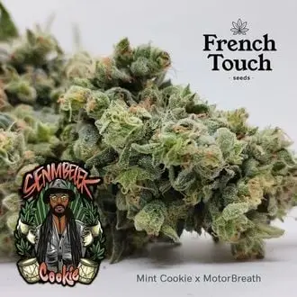 Senmbelek Cookie cannabis seeds