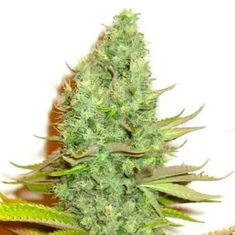 Sensation Victory cannabis seeds