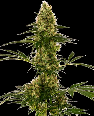 Sensi #11 cannabis seeds
