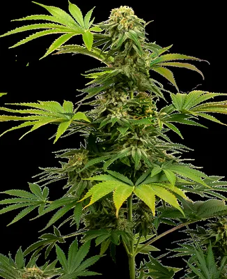 Sensi #1318 CBD cannabis seeds