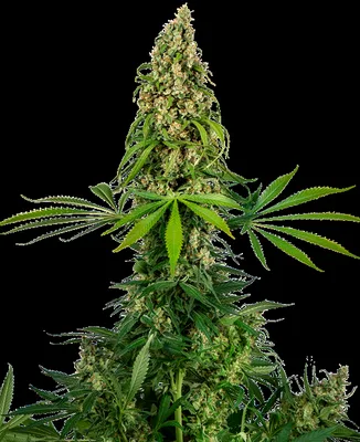 Sensi #140 cannabis seeds