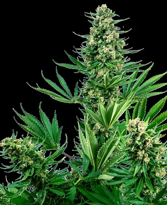 Sensi #741 cannabis seeds