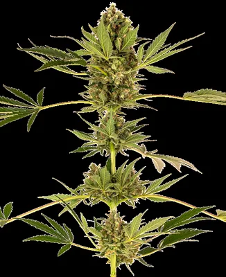 Sensi #743 CBD cannabis seeds