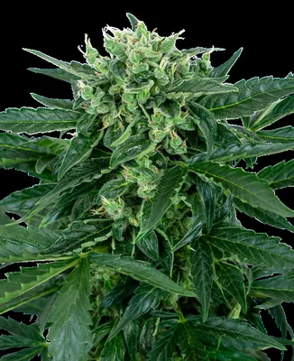 Sensi Amnesia cannabis seeds