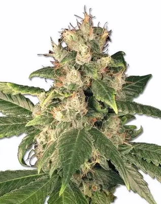 Sensi Kush cannabis seeds