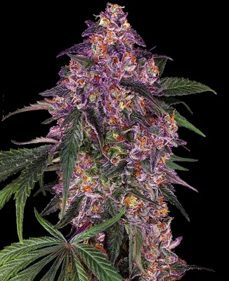 Sensi Purple Kush cannabis seeds