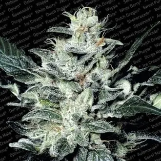 Sensi Star cannabis seeds