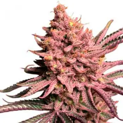 Seriotica cannabis seeds by Serious Seeds