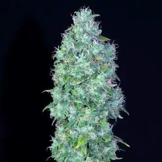 Serious Happiness cannabis seeds