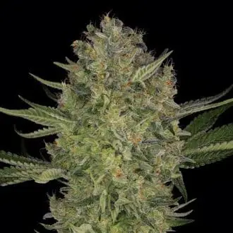 Serious Kush cannabis seeds