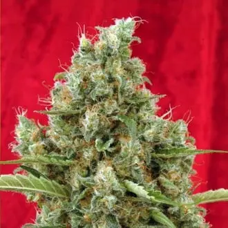 Session cannabis seeds by Reggae Seeds