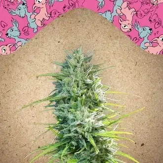 SexBud cannabis seeds