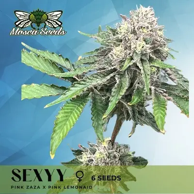 Sexyy cannabis seeds