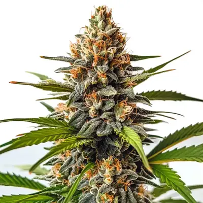 SFV OG x Honey Drop cannabis seeds