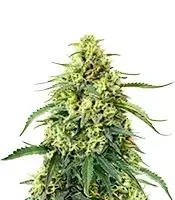 SFV OG cannabis seeds