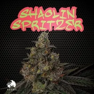 Shaolin Spritzer cannabis seeds