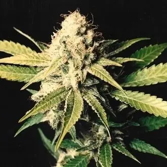 Shark Shock cannabis seeds by Mr. Nice
