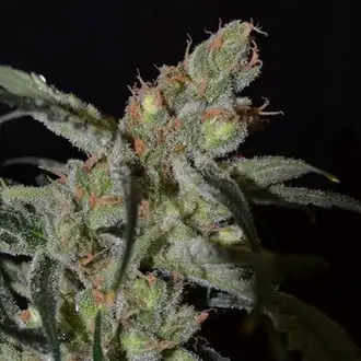 Shark cannabis seeds