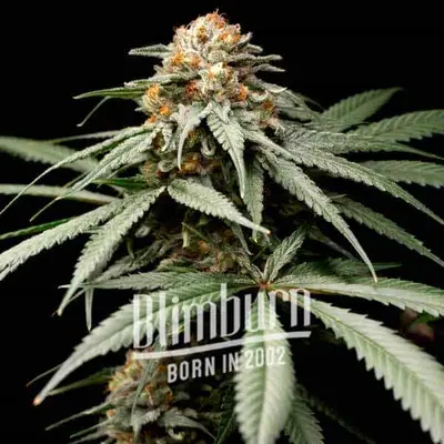 Sherbet Kush cannabis seeds by Blimburn Seeds