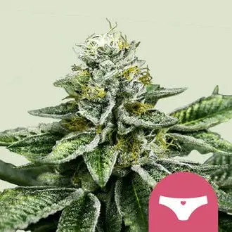 Sherbet Queen cannabis seeds