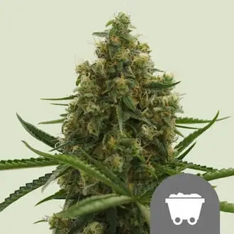 Shining Silver Haze cannabis seeds