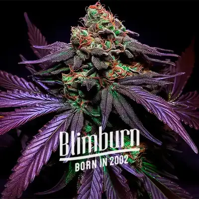 Shiskaberry Cake cannabis seeds by Blimburn Seeds