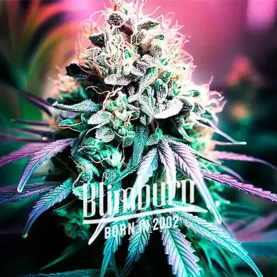 Shiskaberry Cookies cannabis seeds
