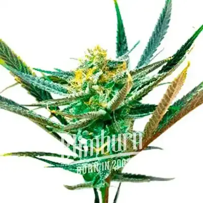 Shiskaberry Kush cannabis seeds by Blimburn Seeds