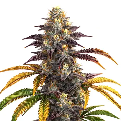 Shiskaberry Punch cannabis seeds by Blimburn Seeds