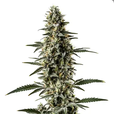 Shiskaberry x Candida Fast Version CBD cannabis seeds