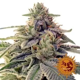 Shiskaberry cannabis seeds by Barney's Farm
