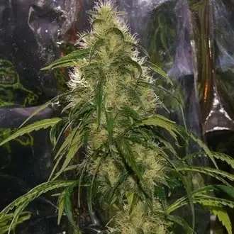 Shit cannabis seeds by Mr. Nice