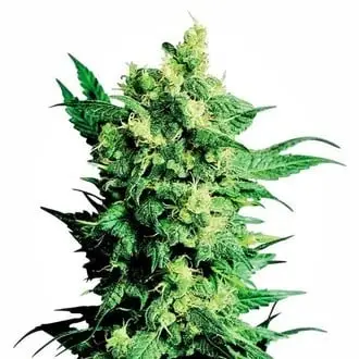 Shiva Shanti 2 cannabis seeds