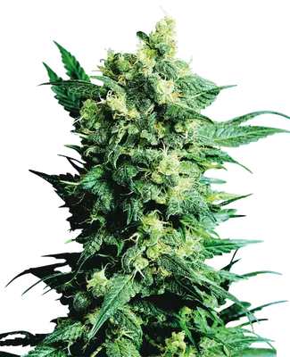 Shiva Shanti II cannabis seeds