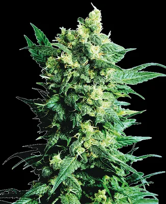 Shiva Shanti cannabis seeds