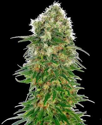 Shiva Skunk cannabis seeds