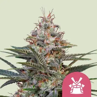 Shogun cannabis seeds