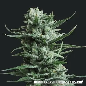 Siberian Haze cannabis seeds by Kalashnikov Seeds