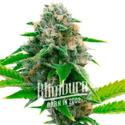 Siberian cannabis seeds by Blimburn Seeds