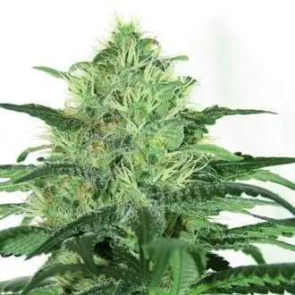Sideral cannabis seeds by Ripper Seeds