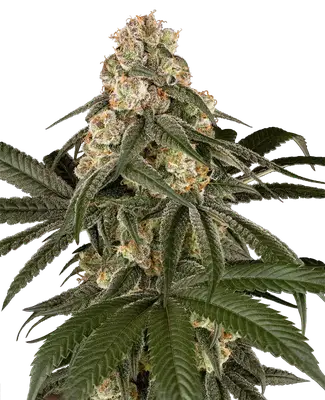 Silk Truffle cannabis seeds