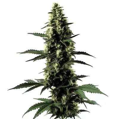 Silver Surfer Haze cannabis seeds by Blimburn Seeds