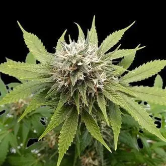 Silver Widow cannabis seeds