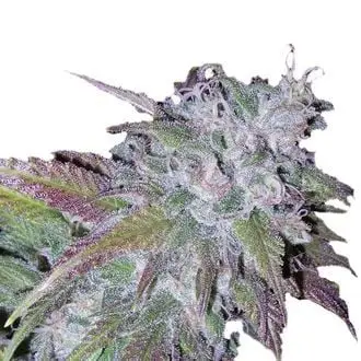 Silvergrape Sherbet cannabis seeds by Growers Choice