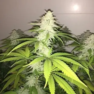 Simple Wedding Cake S1 cannabis seeds