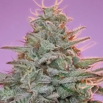 Sinai cannabis seeds