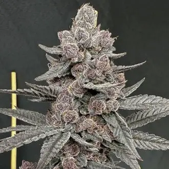 Sinfero cannabis seeds by Solfire Gardens